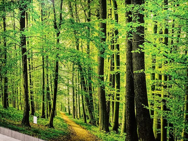 luxury wallpaper of a forest in commercial building Markham