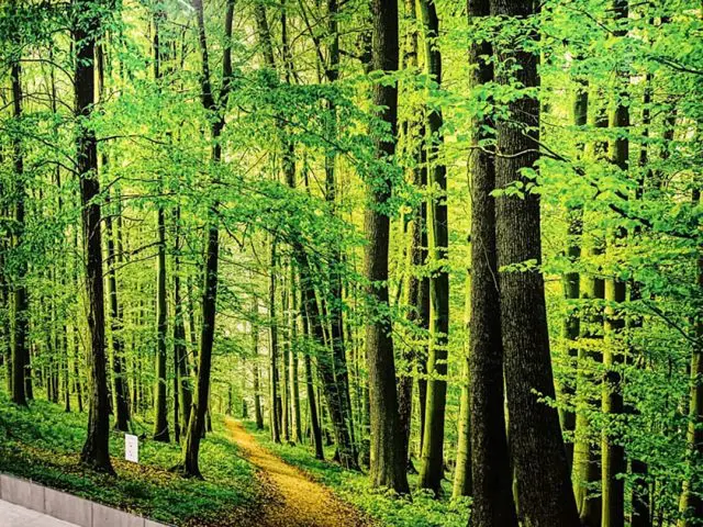 luxury wallpaper of a forest in commercial building Markham